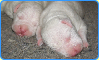 Dogo Argentino, Argentine Dogo, Argentinian Mastiff, Dogo pups available in McLeod Lake BC.