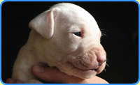 Dogo puppies arrived May 14 of 2010 at Sambors Kennel.