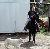 Taking out the dogs and horses.