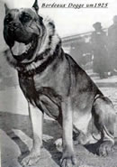 Boxer