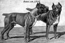Boxer