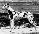 Great Dane