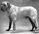 Bull Terrier