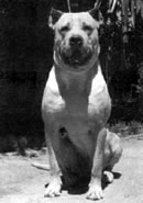 Cordoba Fighting Dog