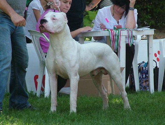 Dogo argentino kennel outlet